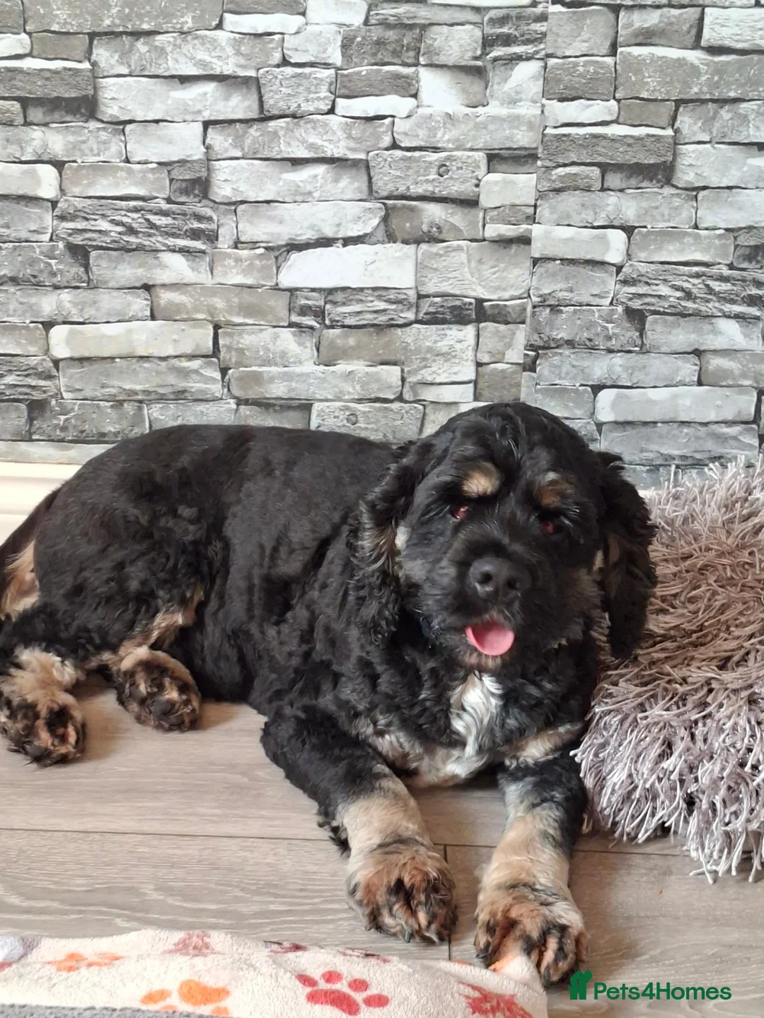 American Cocker Spaniel dogs for sale: 🐾 ARMANI THE AMERICAN COCKER SPANIEL / 5th GEN 🐾 in Dundee - Advert 6