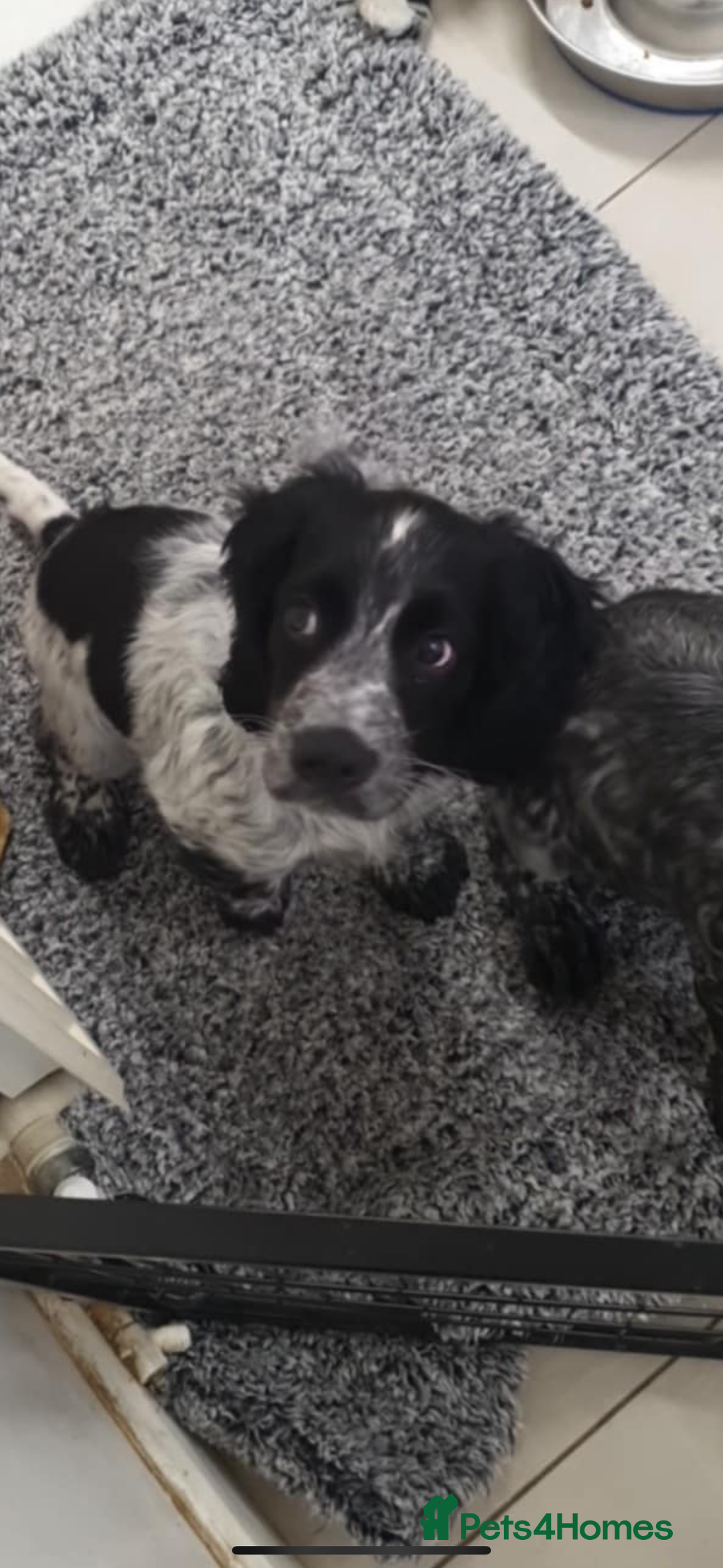 Cocker Spaniel dogs for sale: 14 week old cocker spaniel puppy for sale. - Image 2