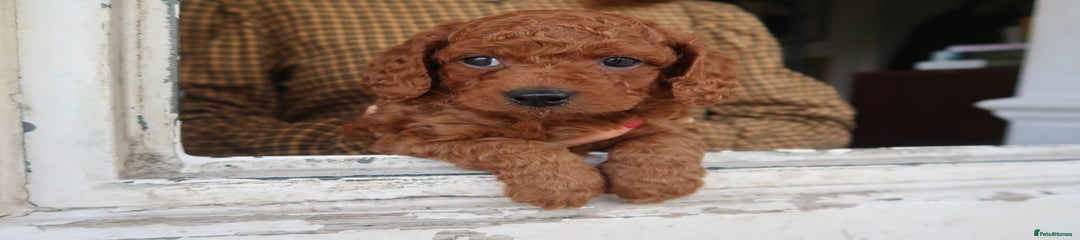 Cockapoo Puppy 5