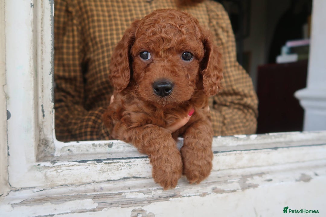 Cockapoo dogs for sale: Very unique Asian Toy Cockerpoos - Image 25