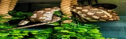 Snake reptiles for sale: Female Coastal x Irian Jaya carpet python - Advert 6