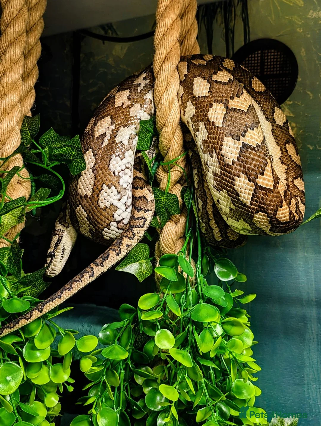 Snake reptiles for sale: Female Coastal x Irian Jaya carpet python - Advert 6