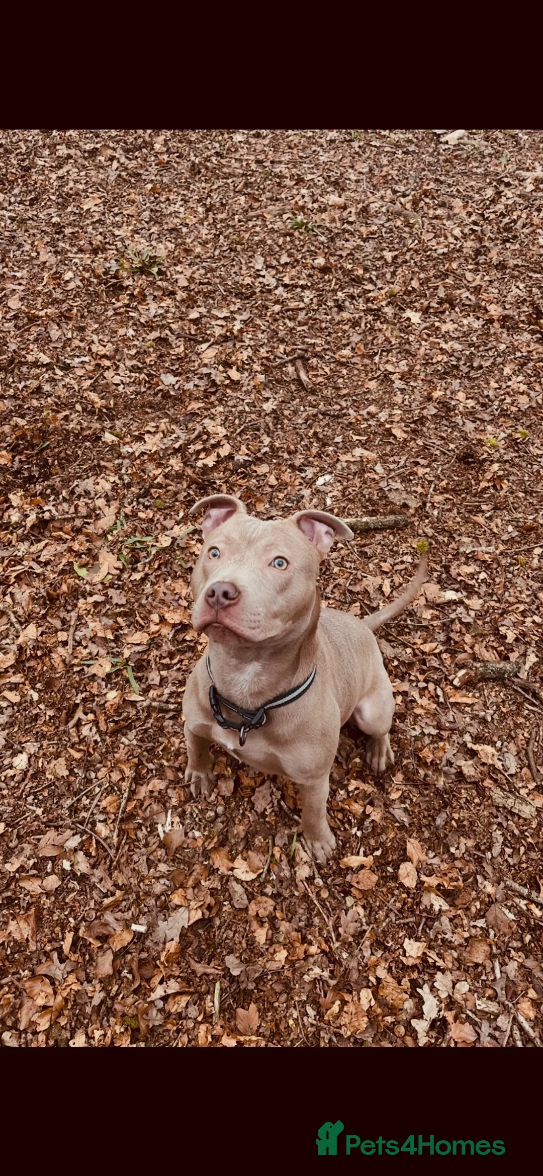 Mixed Breed dogs for sale: Dog for sale  - Advert 2