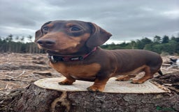 Dachshund dogs for sale: 2 x dachshund  - Image 1