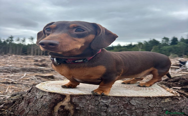 Dachshund dogs - Advert 2