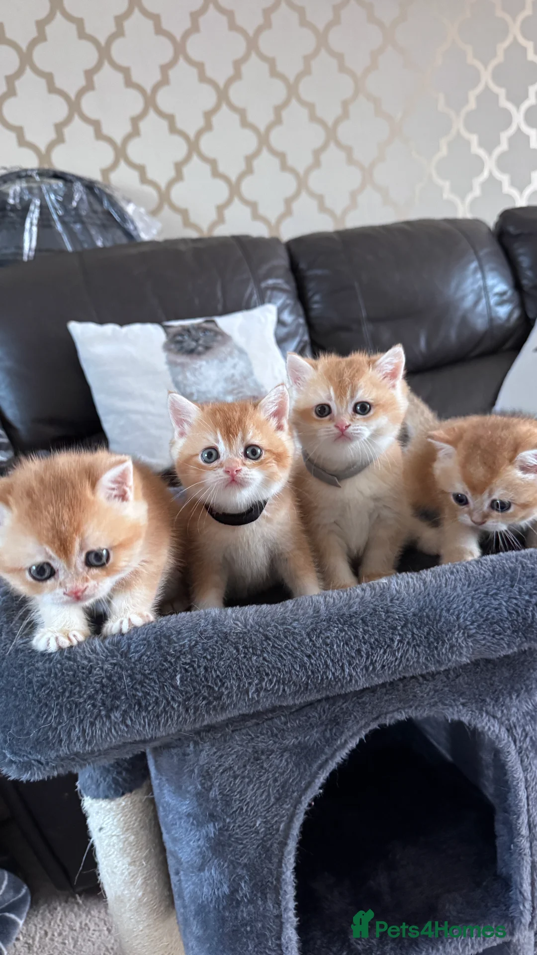British Shorthair cats for sale: Adorable GCCF BSH BY12 NY12Chocolate Gold kittens  - Advert 20