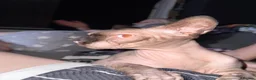 Sphynx cats for sale: Sphinx - Advert 7