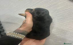 Miniature Dachshund dogs for sale: Black & Cream Long Haired - Image 4
