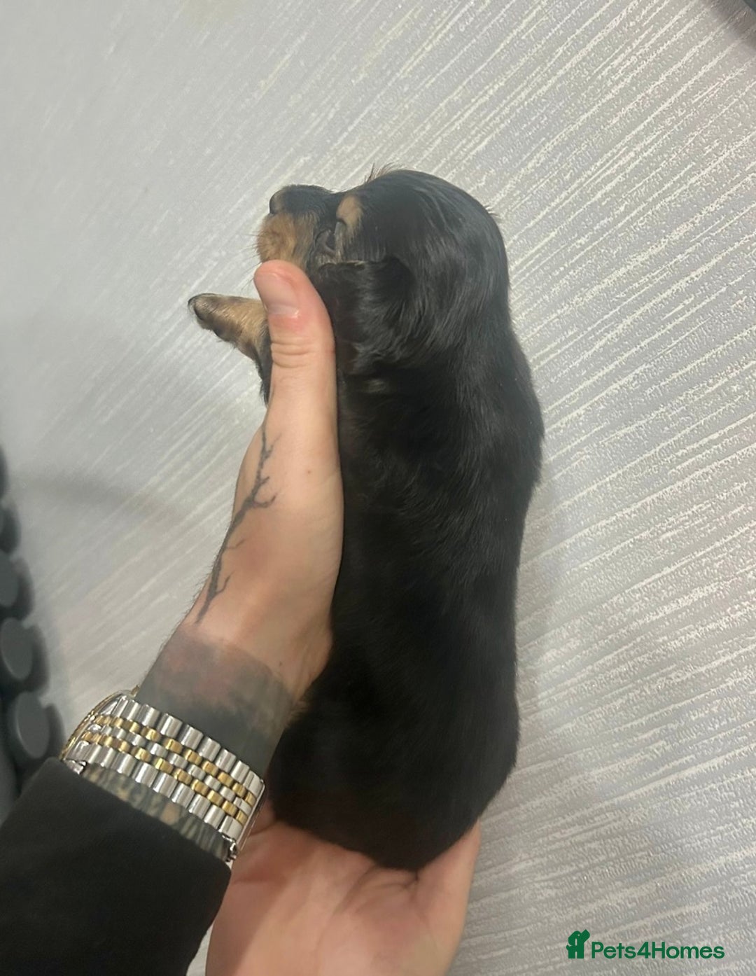 Miniature Dachshund dogs for sale: Black & Cream Long Haired - Image 4