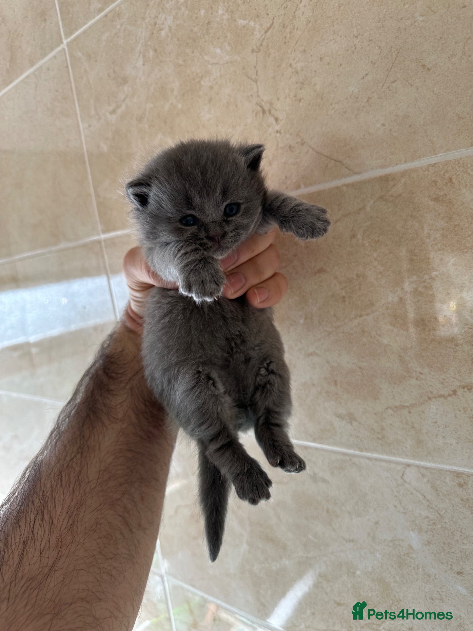 British Shorthair cats Pure breed British shorthair Blues  - Advert 10