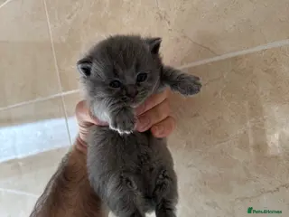 British Shorthair cats Pure breed British shorthair Blues - Advert 10
