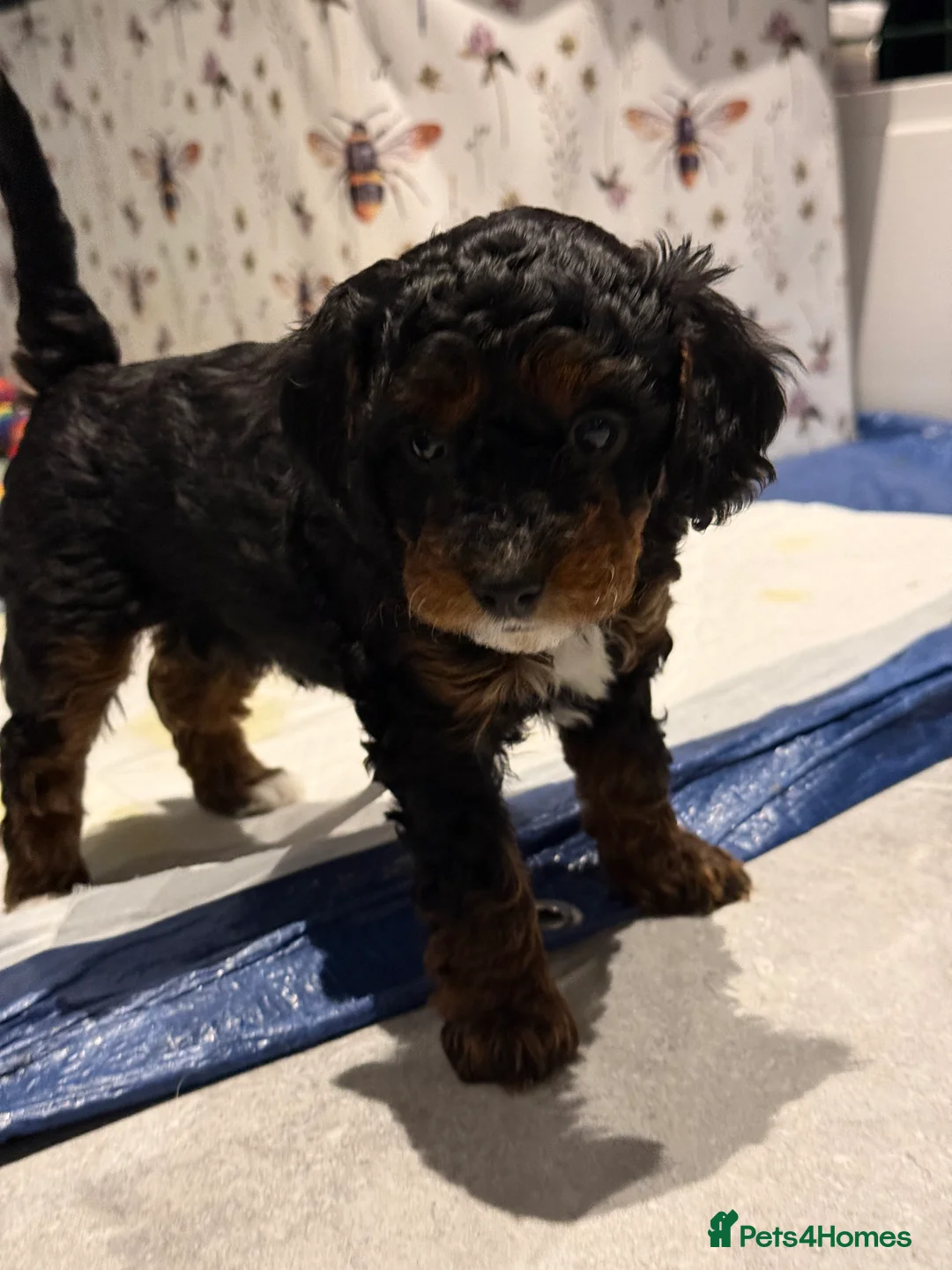 Cavapoo dogs for sale: Beautiful F1b Cavapoo Puppies - Only 3 left  - Advert 28