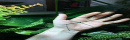 Stick Insects invertebrates for sale: Lopaphus sphalerus ova (eggs) x30 - RARE in Bridport - Advert 2