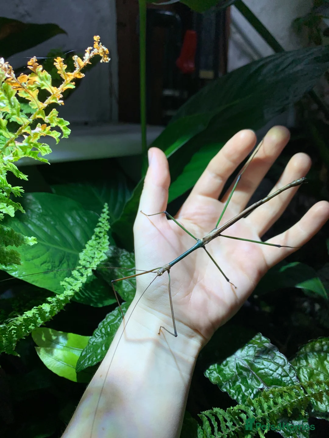 Stick Insects invertebrates for sale: Lopaphus sphalerus ova (eggs) x30 - RARE in Bridport - Advert 2