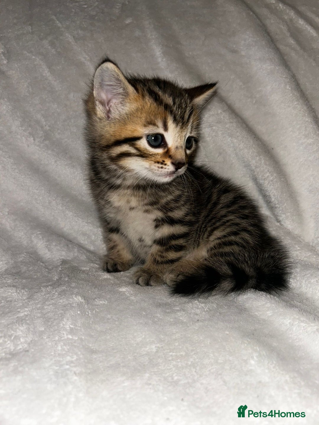 Savannah cats for sale: F4-F5+Savannah Kittens - Advert 11