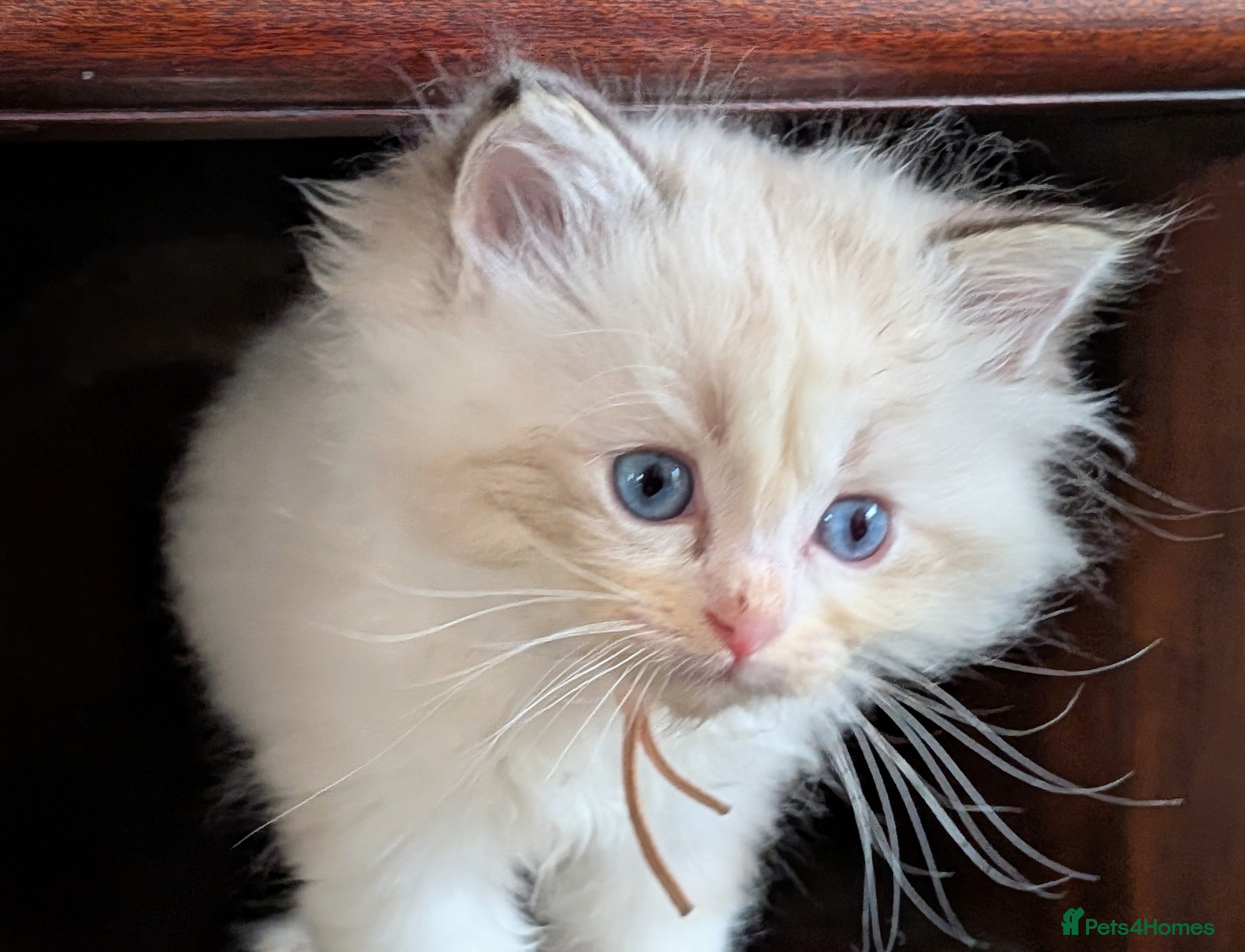 Ragdoll cats GCCF Ragdolls • Grand Champion • Blue/Seal/Lynx - Advert 2