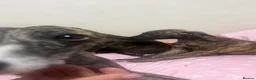 Whippet dogs for sale: WHIPPET PUPPIES  - Advert 21