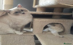 Ragdoll cats for sale: 3 KITTENS 🐱 RAGDOLL🐾  🌸🌿 Blue Point Silky💫🐾* - Image 7