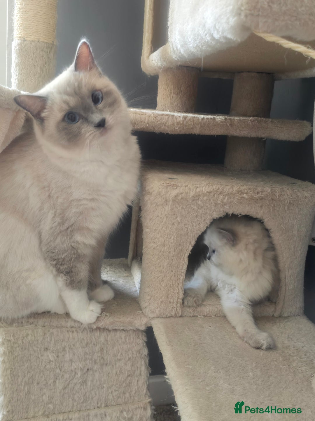 Ragdoll cats for sale: 3 KITTENS 🐱 RAGDOLL🐾  🌸🌿 Blue Point Silky💫🐾* - Image 7