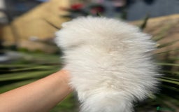 Pomeranian dogs for sale: Quality girl ready now PRINCESS 💕 - Image 7
