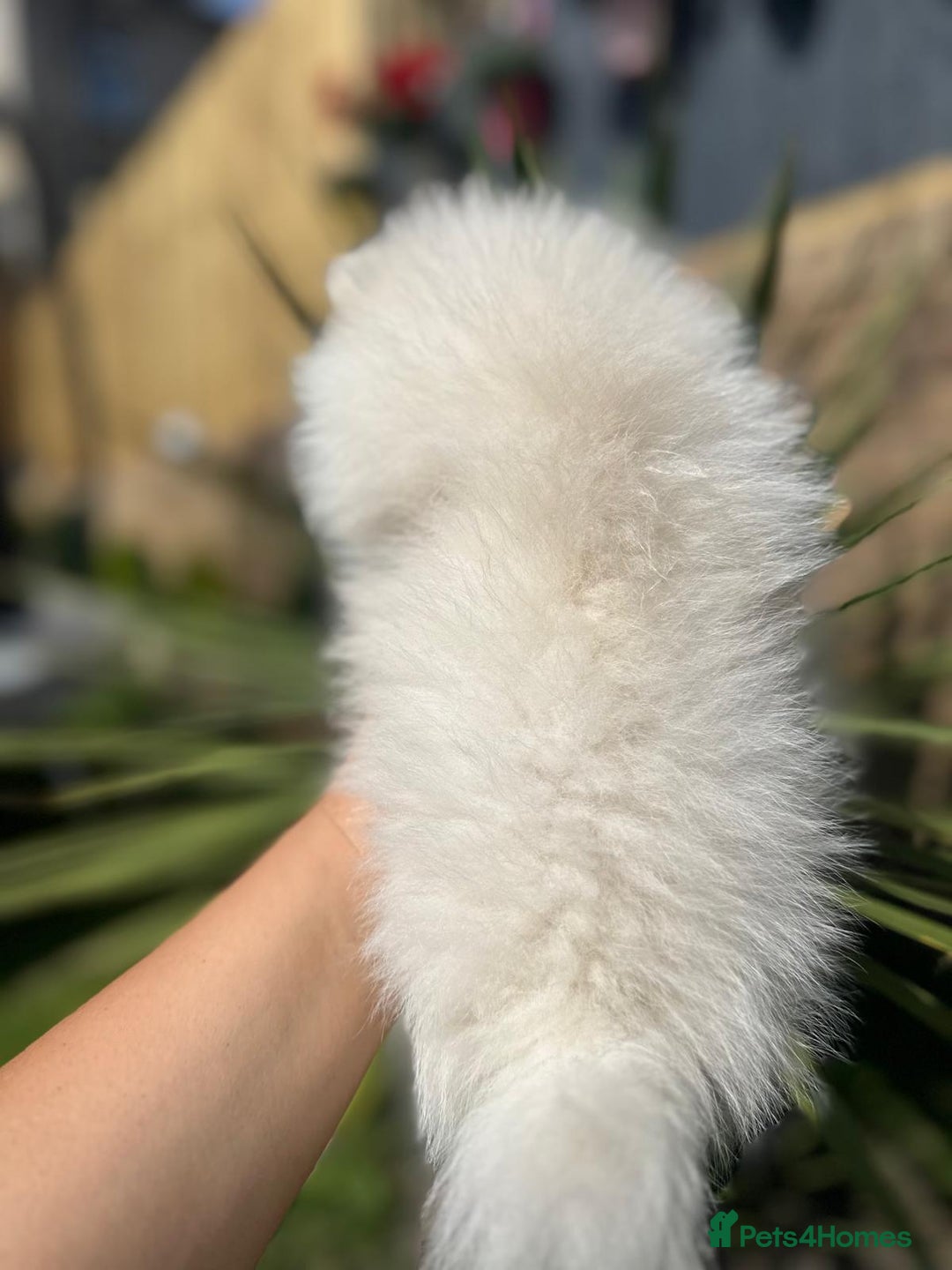 Pomeranian dogs for sale: Quality girl ready now PRINCESS 💕 - Image 7