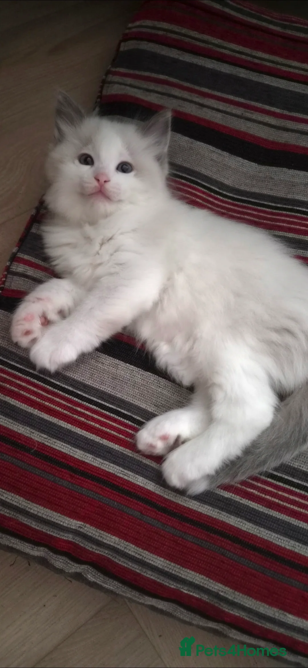 Ragdoll cats for sale: Ragdoll kittens - Advert 4
