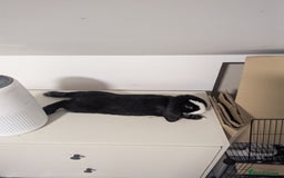 Mini Lop rabbits for sale: Mini Lop for a good home 🥰 - Image 17