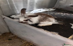 Lionhead rabbits for sale: Lionhead rabbits  - Image 1