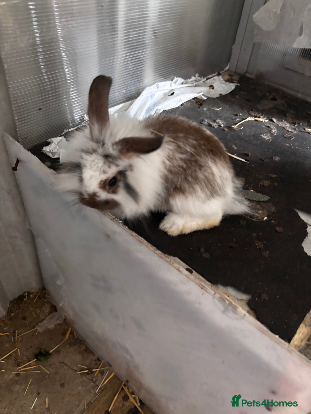 Lionhead rabbits for sale: Lionhead rabbits  - Image 1