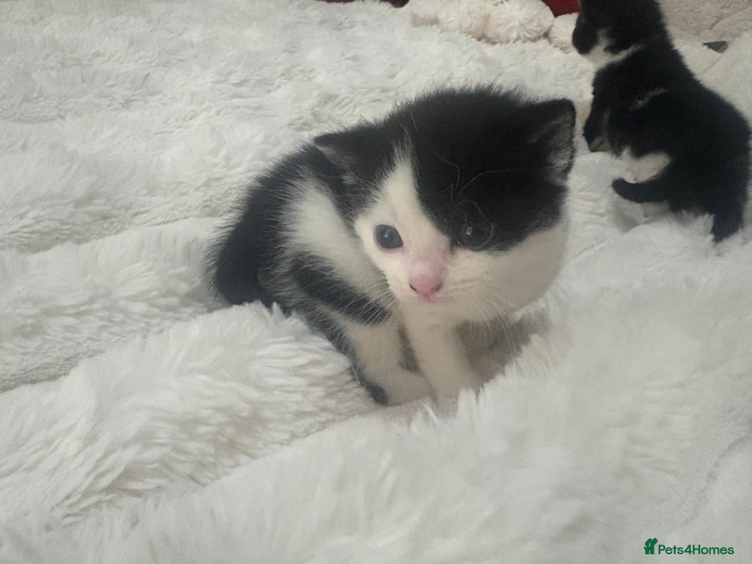 Mixed Breed cats for sale: 7 beautiful kittens very playful  - Advert 1