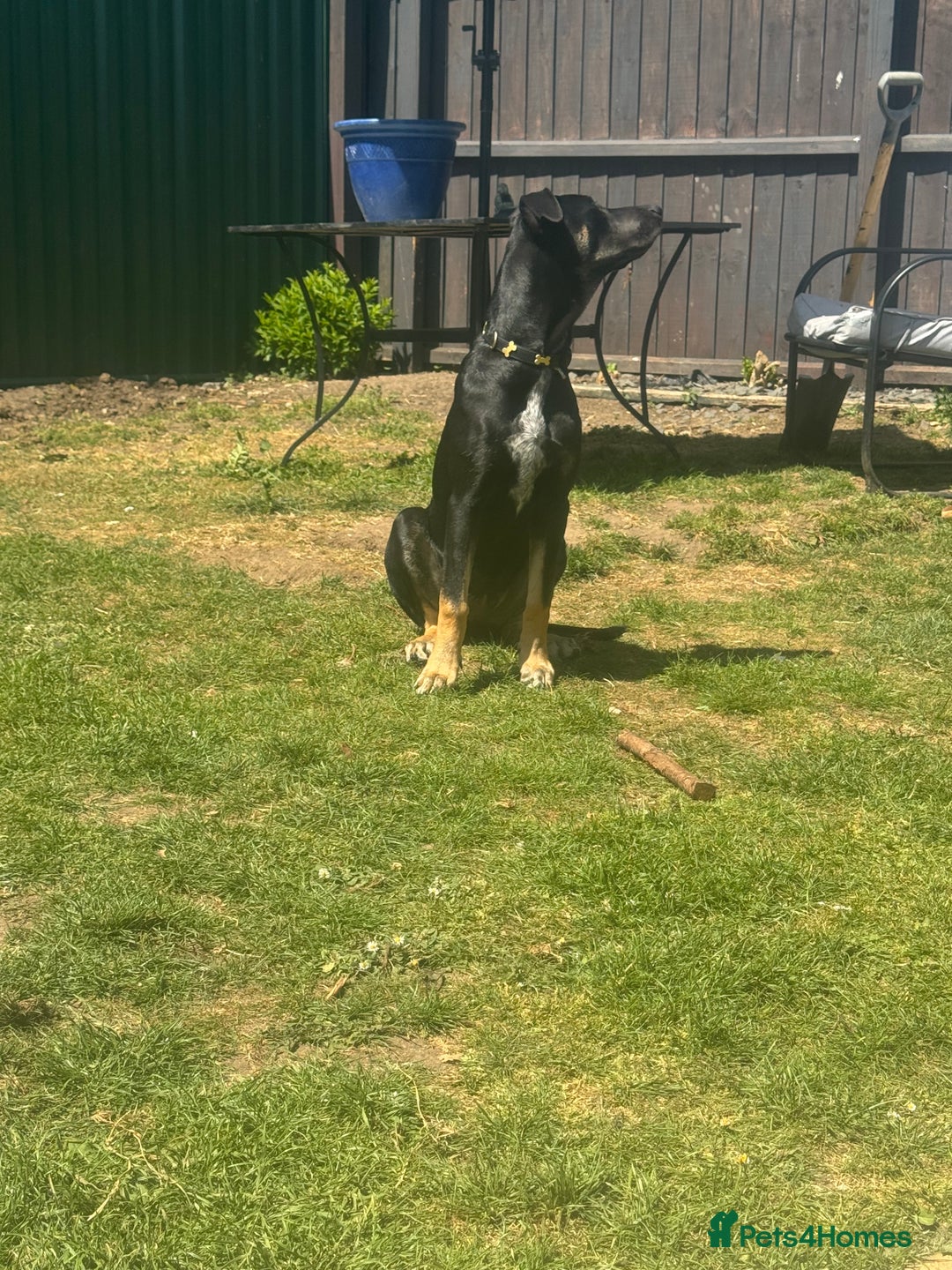 Mixed Breed dogs for sale: 2 beautiful ridgebacks  - Image 5