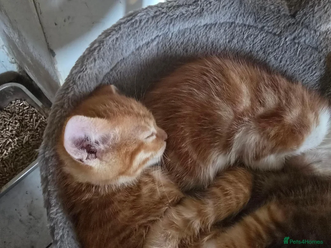 Mixed Breed cats for sale: 4 beautiful kittens ready ror their forever homes. - Advert 2