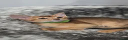 Abyssinian cats for sale: 🔥 TICA Registered Abyssinian Kittens - Advert 13