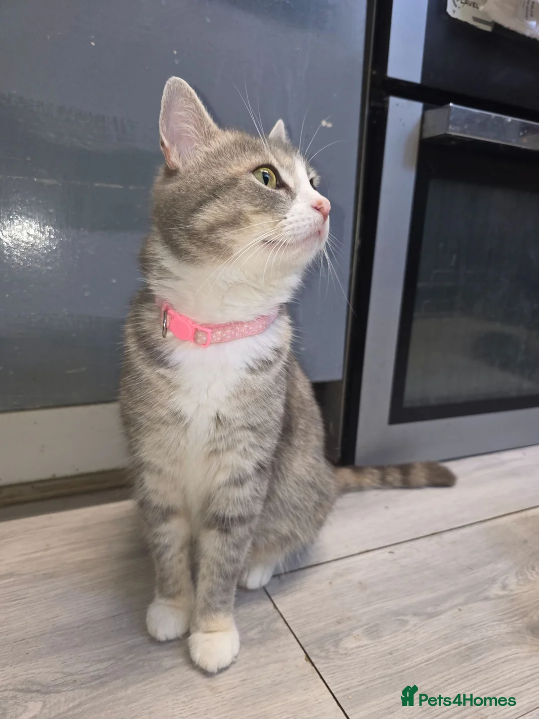 Mixed Breed cats for sale: Kittens - Advert 1