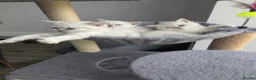 British Shorthair cats for sale: Beautiful British shorthair kittens - Advert 13