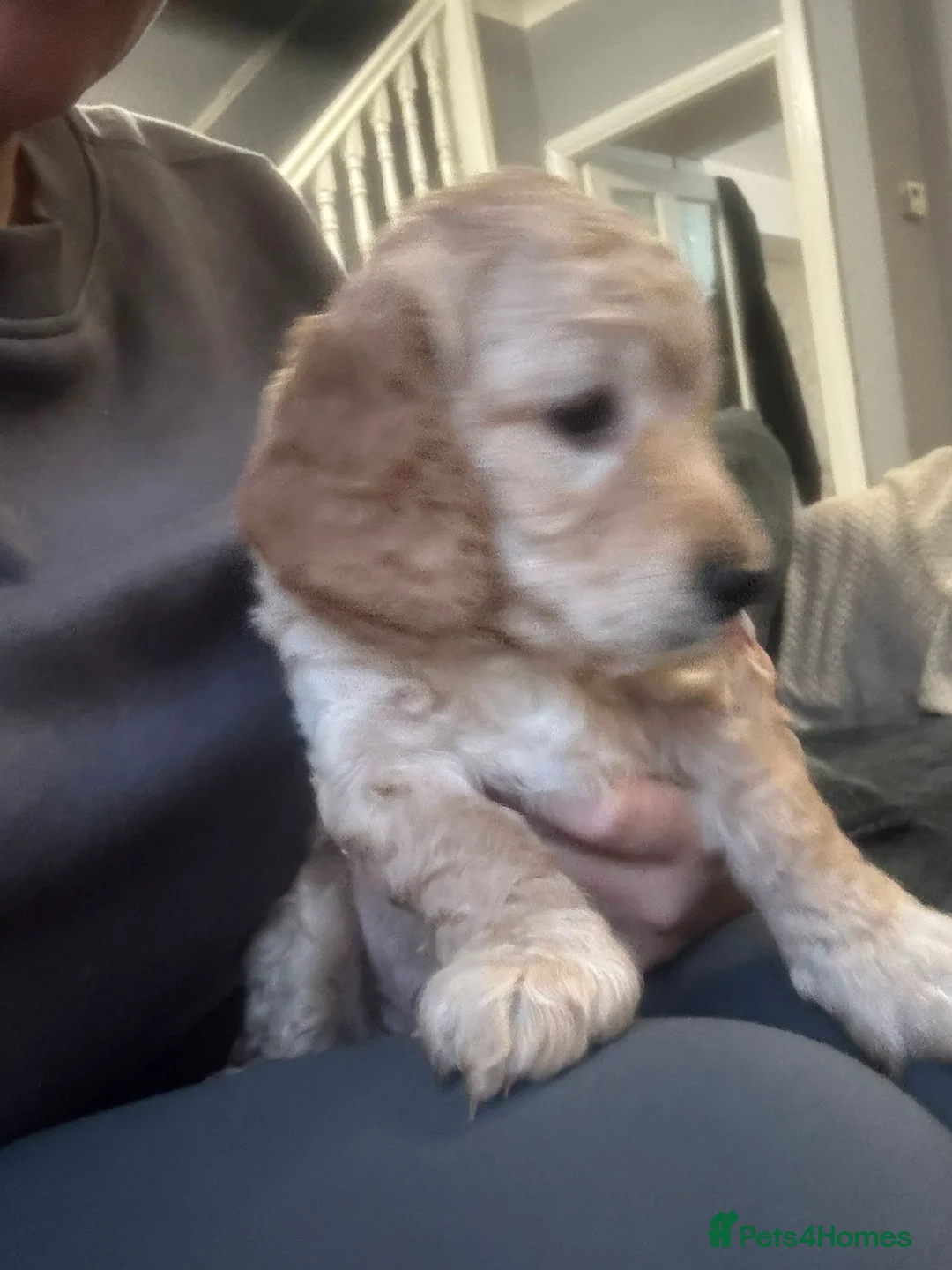 Cockapoo dogs for sale: Cocerpoo puppys Manchester  - Advert 4