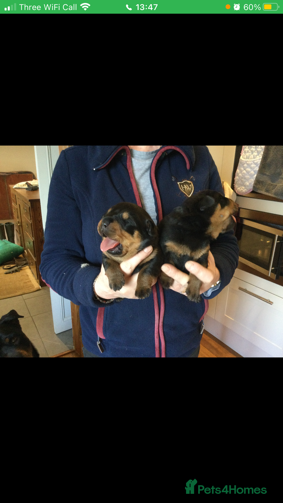 Rottweiler dogs for stud: PROVEN KC REG ROTTWEILER STUD  - Image 4