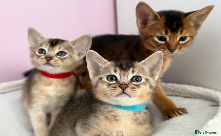 Abyssinian cats - Advert 1