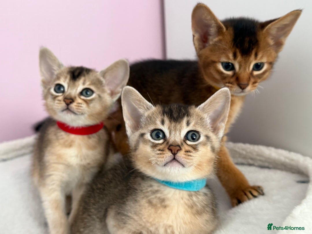 Abyssinian cats for sale: TICA reg Abyssinian sweet kittens rare colours  - Image 1