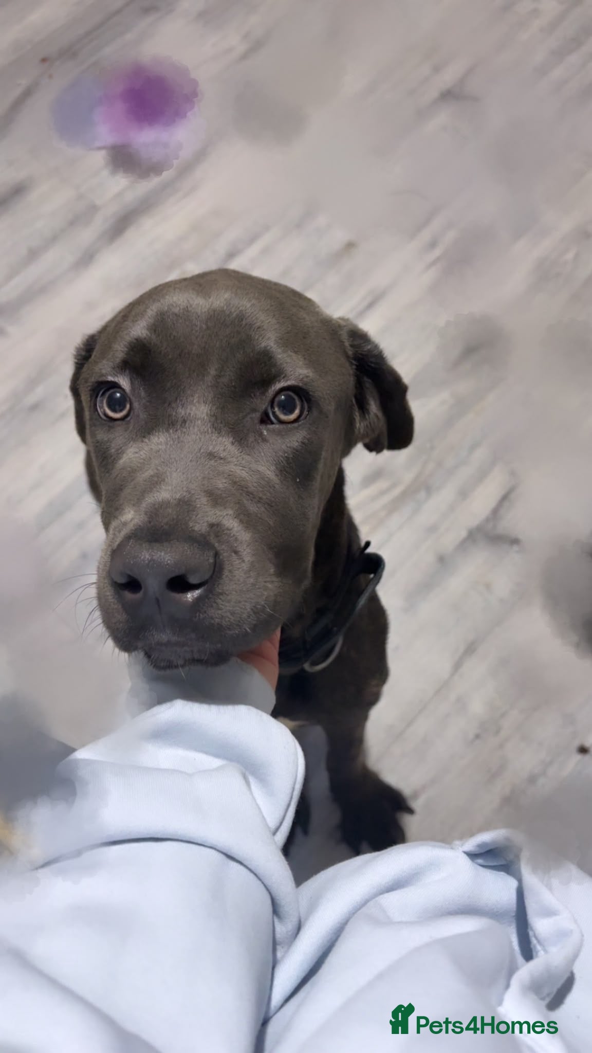 Cane Corso dogs 8 month old male Cane Corso - Advert 3