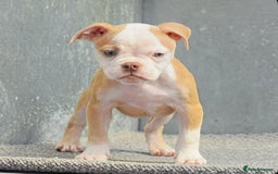 Old Tyme Bulldog dogs for sale: 5⭐️RATED, LICENSED. 23 YEARS EXPERIENCE  - Image 9