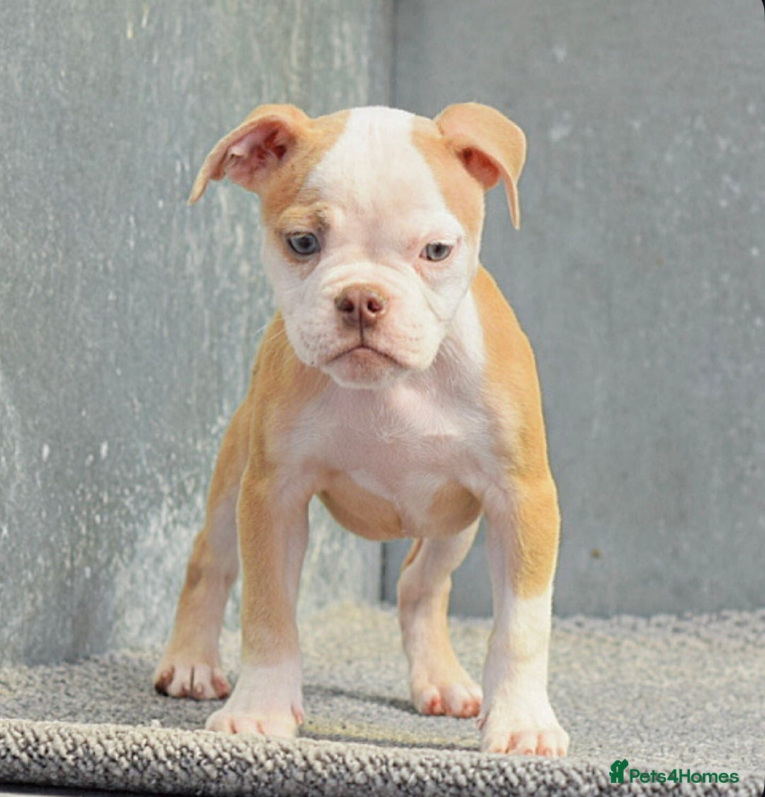 Old Tyme Bulldog dogs for sale: 5⭐️RATED, LICENSED. 23 YEARS EXPERIENCE  - Image 9