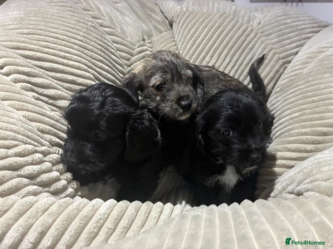 Jackapoo dogs for sale: Jackapoos for sale  - Advert 1