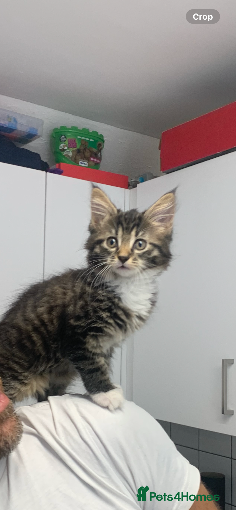 Mixed Breed cats for sale: maincoon x READY TO GO  - Advert 1