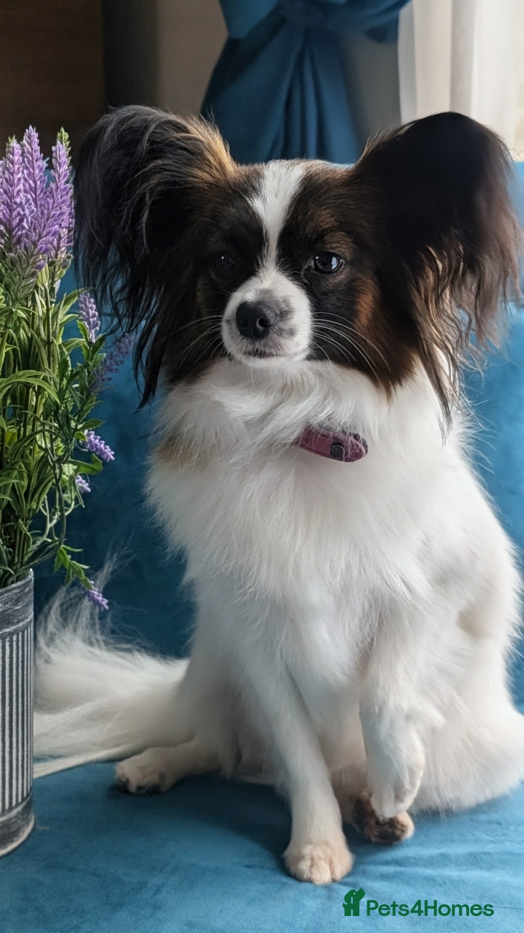 Papillon dogs for sale: Stunning papillon girls  - Advert 16