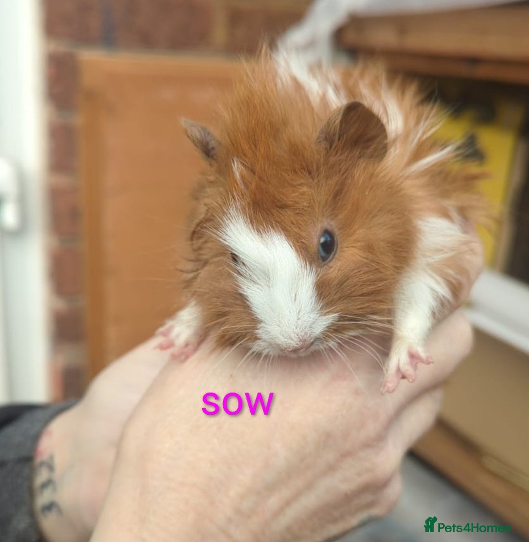 Guinea Pig rodents for sale: Beautiful Baby Guinea Pigs - Advert 5