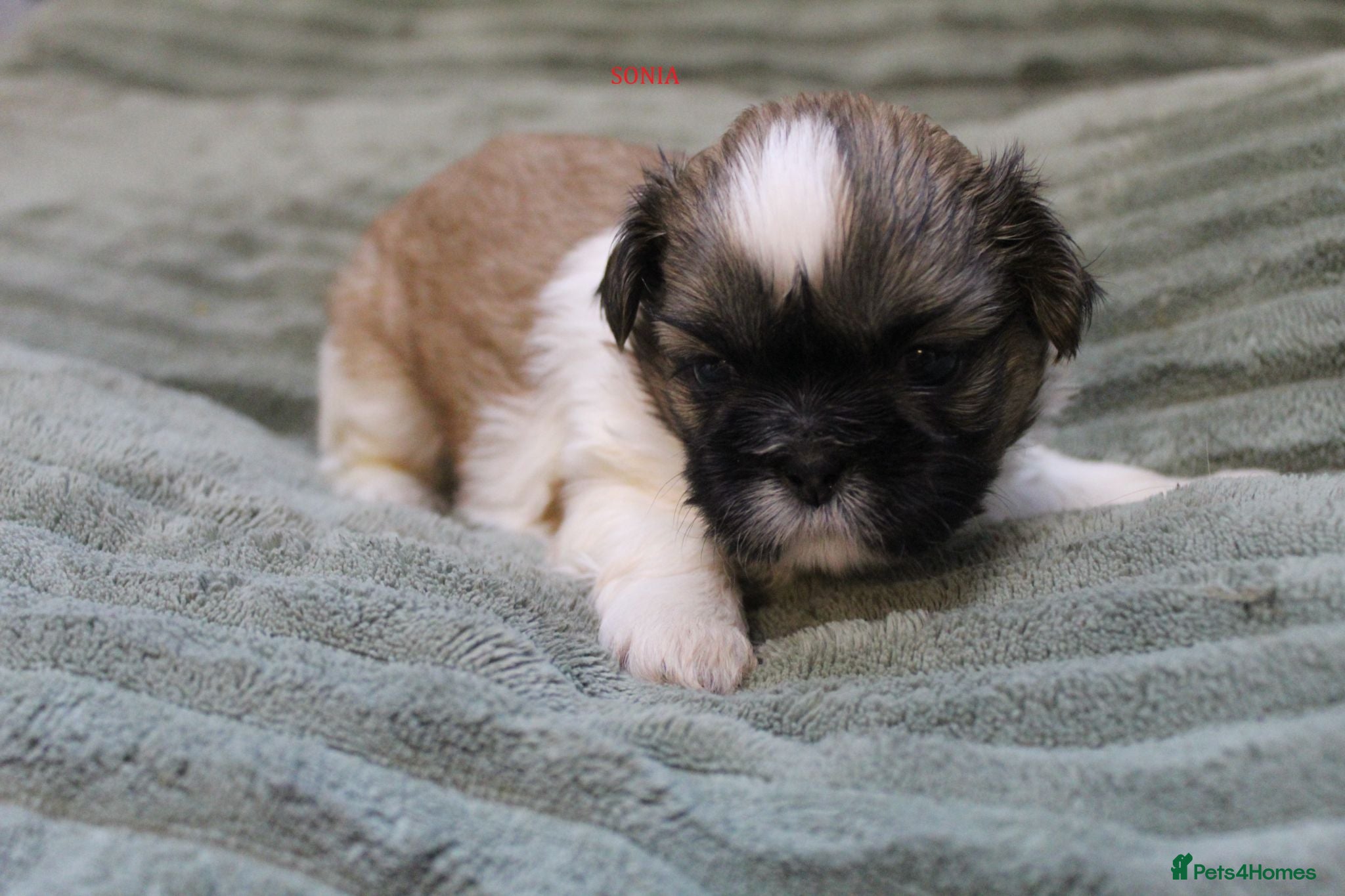 Shih Tzu dogs LOVELY SHIH TZU PUPPIES STANDARD KC REG PEDIGREE  - Advert 2