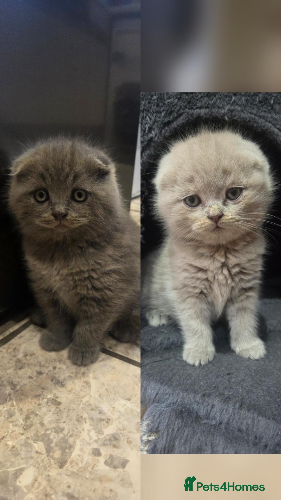 Scottish Fold cats Scottish fold and straight, girl, boy - Advert 4