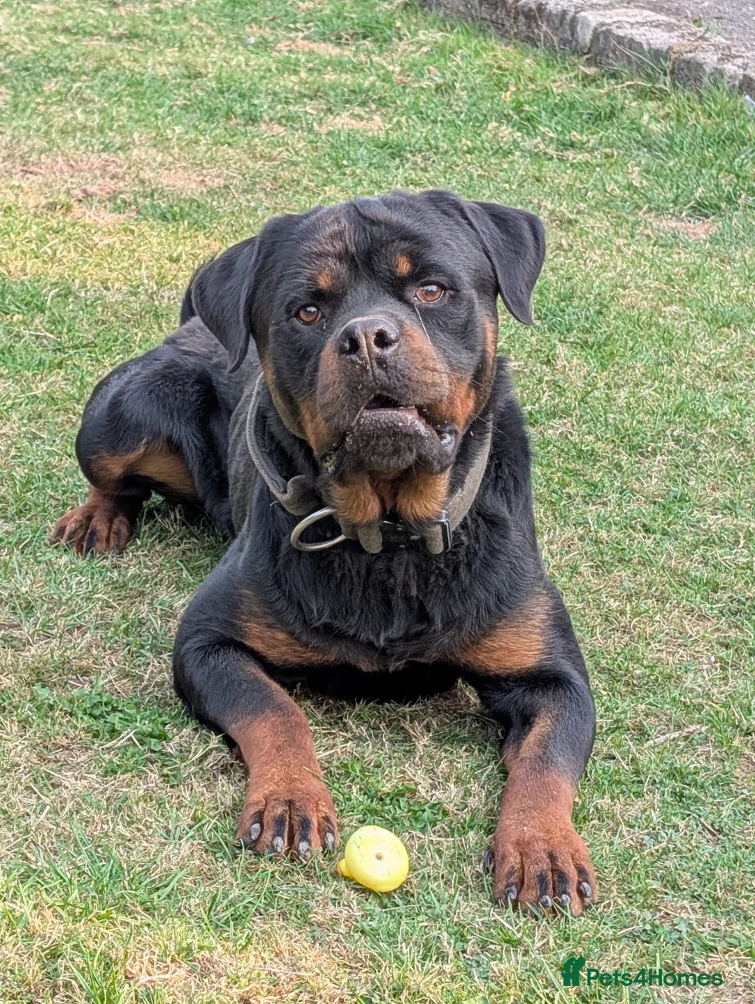 Mixed Breed dogs for sale: Labrador x Rottweiler (Rottador) - Advert 26
