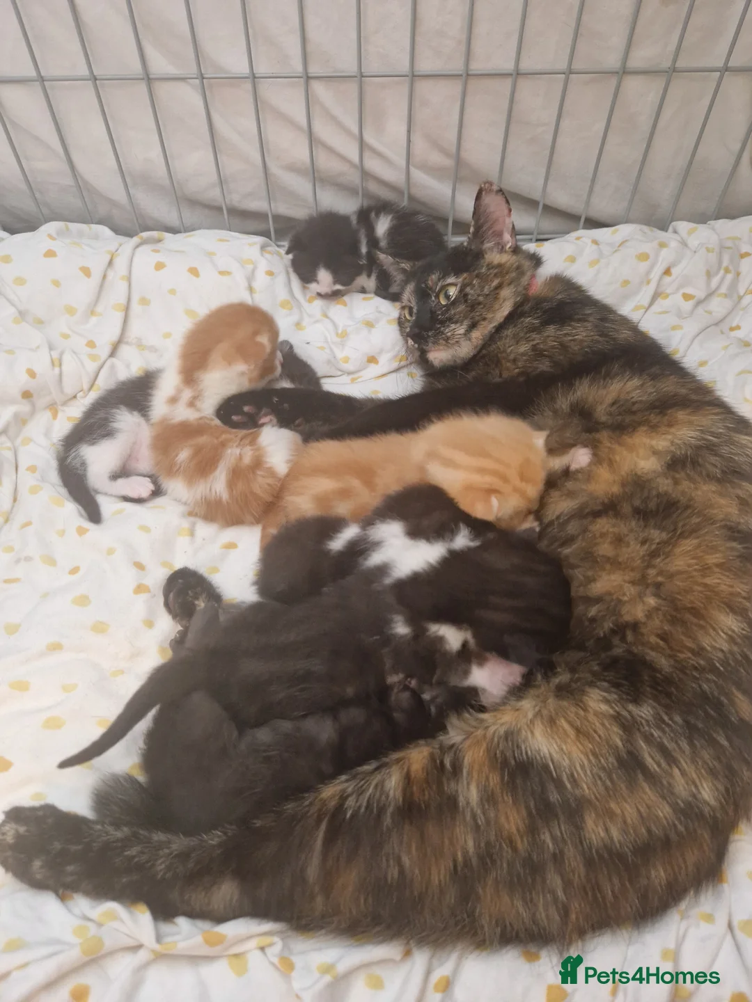 Domestic Shorthair cats for sale: neutered male ginger cat  - Advert 4